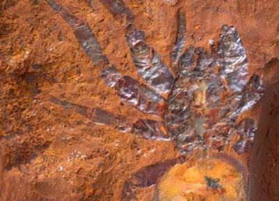 این عنکبوت های غول پیکر 16میلیون سال پیش در زمین می زیسته اند!، عکس