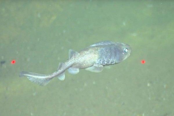 کشف ماهی که بدون احتیاج به اکسیژن زنده می ماند