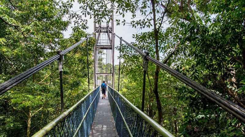 پیاده تا جنگل های سنگاپور