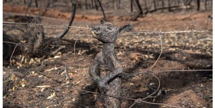 مرگ بیش از یک میلیارد حیوان در آتش سوزی بی سابقه استرالیا