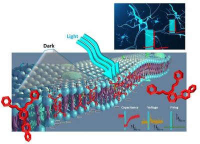 ابداع یک ترکیب حساس به نور برای تعدیل فعالیت نورون ها
