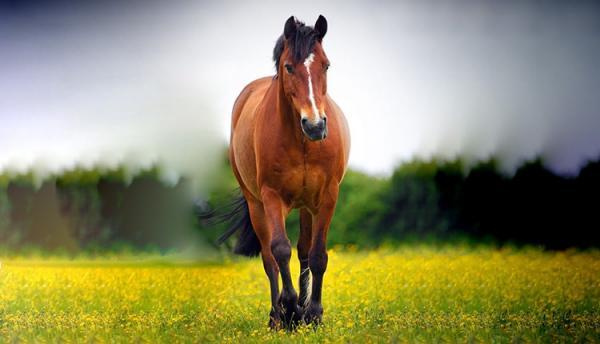 16 عکس اسب وحشی زیبا و بسیار دیدنی برای پروفایل