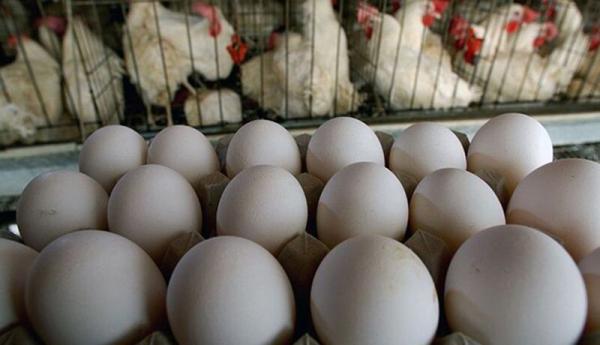 تخم مرغ رسما گران شد ، ادامه کمبود ذرت در مرغداری ها!
