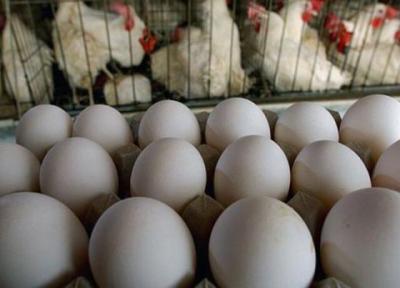 تخم مرغ رسما گران شد ، ادامه کمبود ذرت در مرغداری ها!