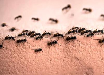 چطور از شر مورچه ها در خانه نجات یابیم؟