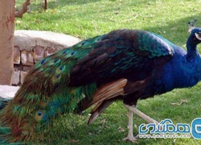 نمایشگاه پرندگان زینتی یکی از جاذبه های تفریحی البرز است
