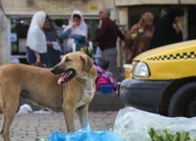 کرمان، فوت یک زن در پی حمله سگ های ولگرد