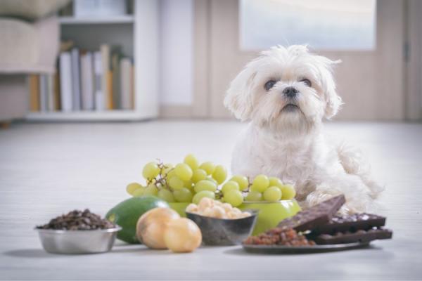 غذاهای ممنوعه برای سگ