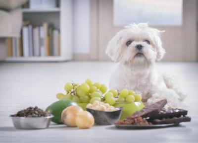 غذاهای ممنوعه برای سگ